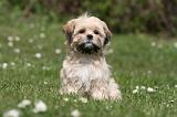 LHASSA APSO 304